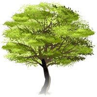 Plane Tree Capital Logo