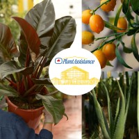 Plantassistance Logo