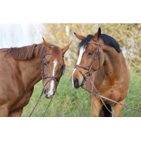 Stal de Rechter / De Rechter Stables Logo