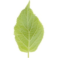 Phyllome OS Logo