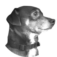 Skinny Brown Dog Media Logo