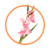 StandUp Malaysia Logo