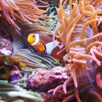 Aquatic Electronics Logo