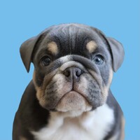 Franki The Bully Logo