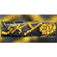 SkyOsiri Pvt Ltd Logo