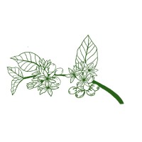 Caturra Coffee Club Logo