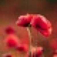 Le Rucher Coquelicot Logo
