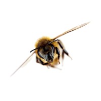 FONDS DE DOTATION POUR LA BIODIVERSITÉ Logo