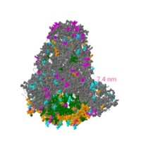 Coronavirus Corporation - Epidemiology, Research, and Development Logo