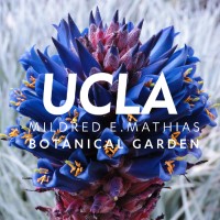 UCLA Mildred E. Mathias Botanical Garden Logo