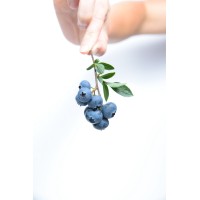 Healthfoodness Logo