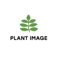 Plant Image Logo