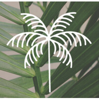 Palm Vascular Centers Logo