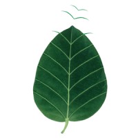 chlorophyll brand & communications consultancy Logo