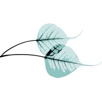 Wise Leaf Advisors Logo
