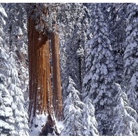 Sequoia Investment Partners Logo