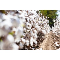 Carroll Cotton Co Pty Ltd Logo