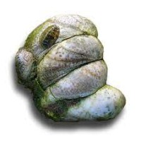 Crepidula Holdings Logo