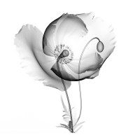 COMPLEMENTARY MEDICAL ASSOCIATION Logo