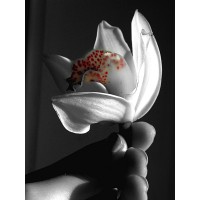 Floral Studio LLC Logo