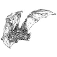 All About Bats & Wildlife, Inc. Logo