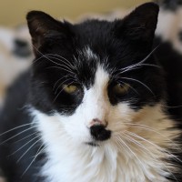 Tabbys Place: A Cat Sanctuary Logo