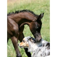 DognPonySales.com and GreatPetSitters.com Logo