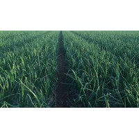 Cebollas Javaloyes, S.L. Logo