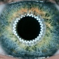 Visual Artificial Intelligence Laboratory @ Oxford Brookes Logo