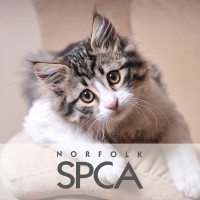 Norfolk SPCA Logo