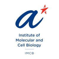 Institute of Molecular and Cell Biology Logo