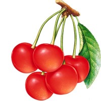 RED CHERRY PROJECTS LTD Logo