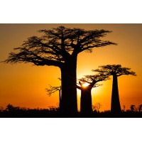 African Renaissance Partners, LLC Logo