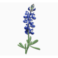 Bluebonnet Ventures Logo