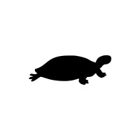 Black Turtle Logo