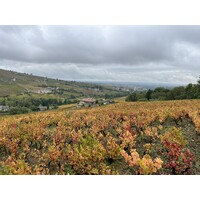 Domaine du Témoin Logo