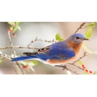 BlueBird | HR Solutions Logo