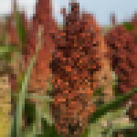 Bartek Agricultural Research, LLC Logo