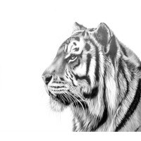 Tiger Wealth Management Logo