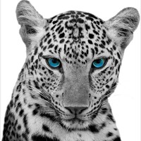 Wildcat Lending, LLC Logo