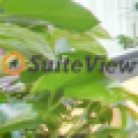 SuiteView Logo