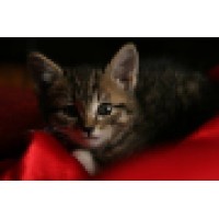 Entitled Cat Boston Logo