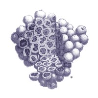 STEM CELLS Translational Medicine Logo