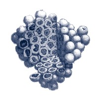 STEM CELLS Journal Logo
