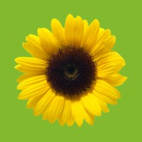 Sunflower Marketing Logo