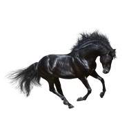 Pony Express Logo