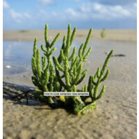 Samphire Logo