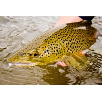 Cross Current Outfitters Logo