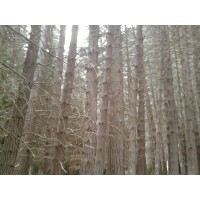 Estudio Contable e Impositivo Logo