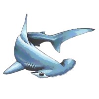 Hammerhead Construction Logo